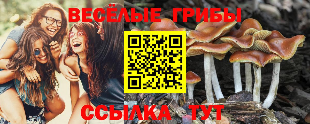 Мурманск  Псилоцибиновые грибы MAGIC MUSHROOMS  Псилоцибиновые грибы GOLDEN TEACHER  Вход с VPN 